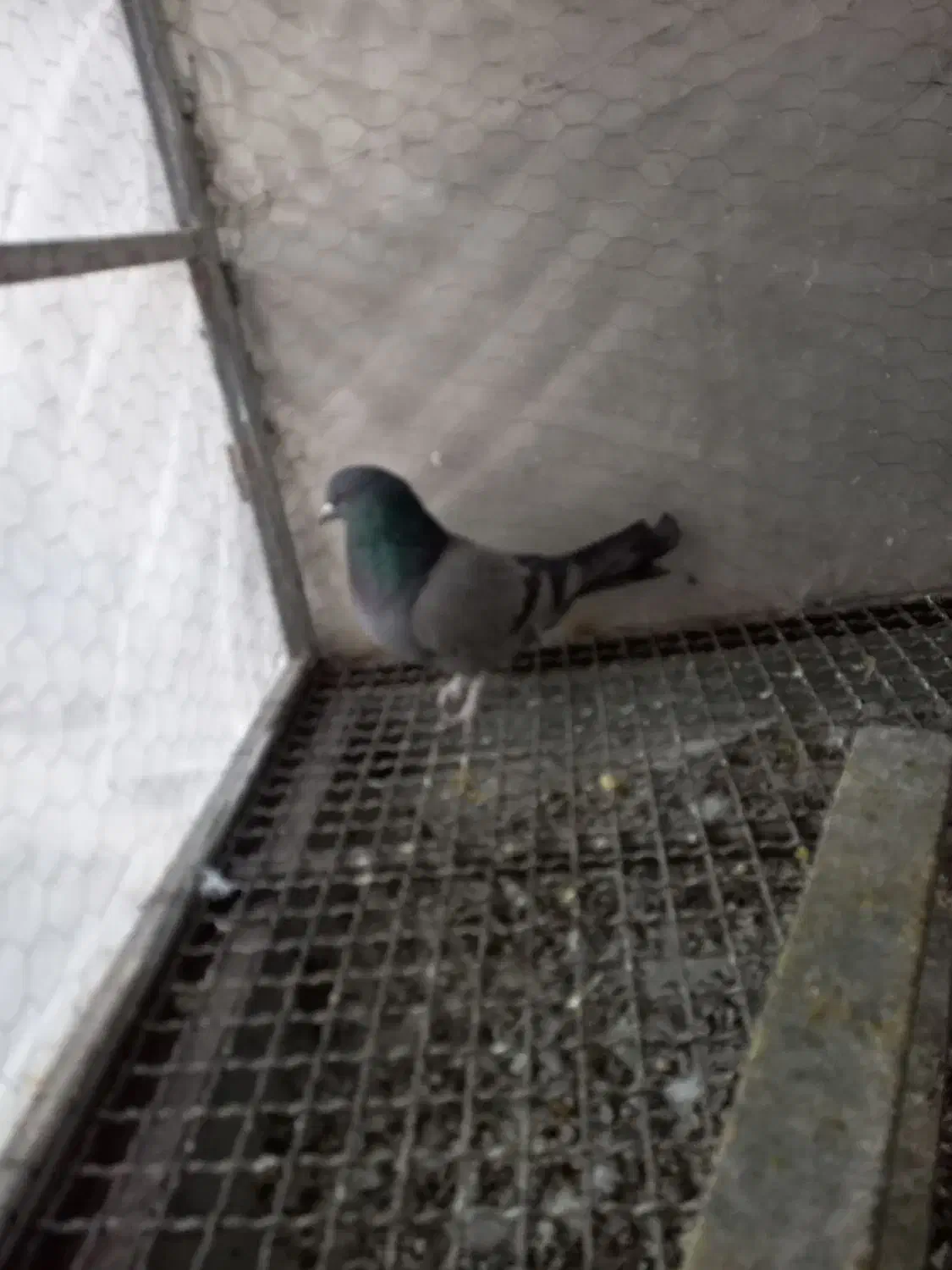 کبوتر|پرنده|فارسان, |دیوار