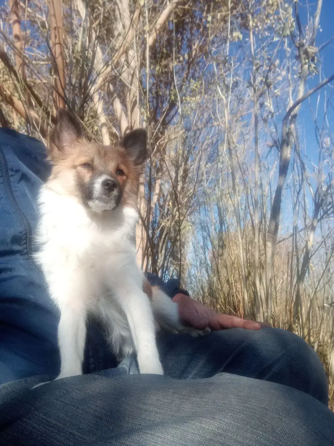 گمشده این سگ|حیوانات|همدان, |دیوار