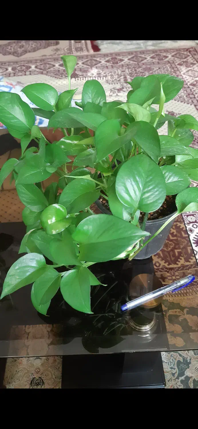 تعدادی گل پتوس کاملا سالم وسرحال|گل و گیاه طبیعی|مشکیندشت, |دیوار