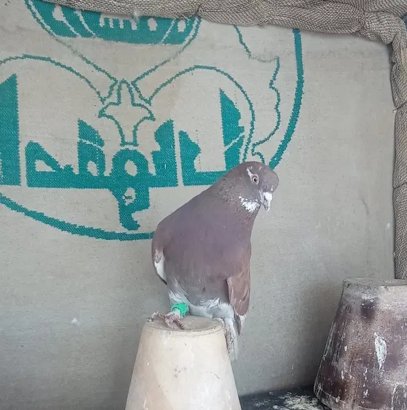 کفتر|پرنده|اصفهان, پرتمان|دیوار