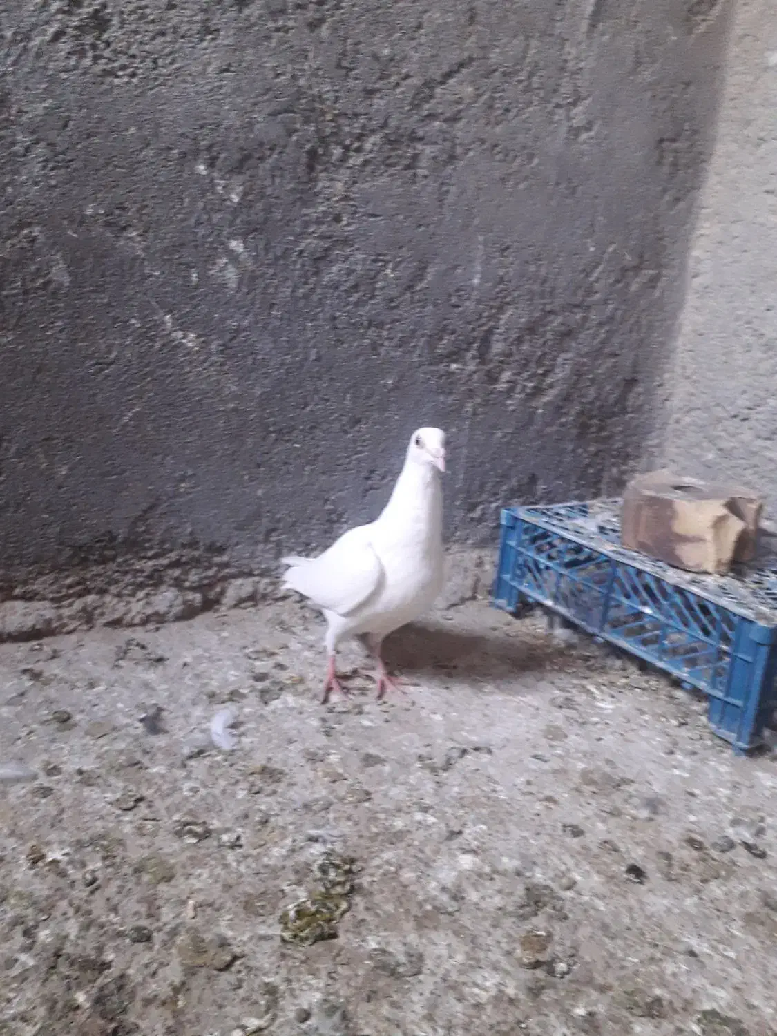 کبوتر|پرنده|تایباد, |دیوار