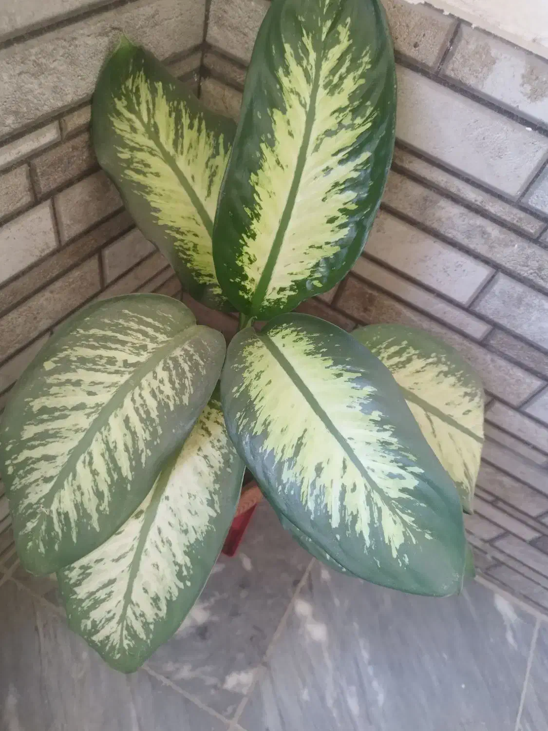 تعدادی گل طبیعی سرحال زیر قیمت|گل و گیاه طبیعی|یاسوج, |دیوار