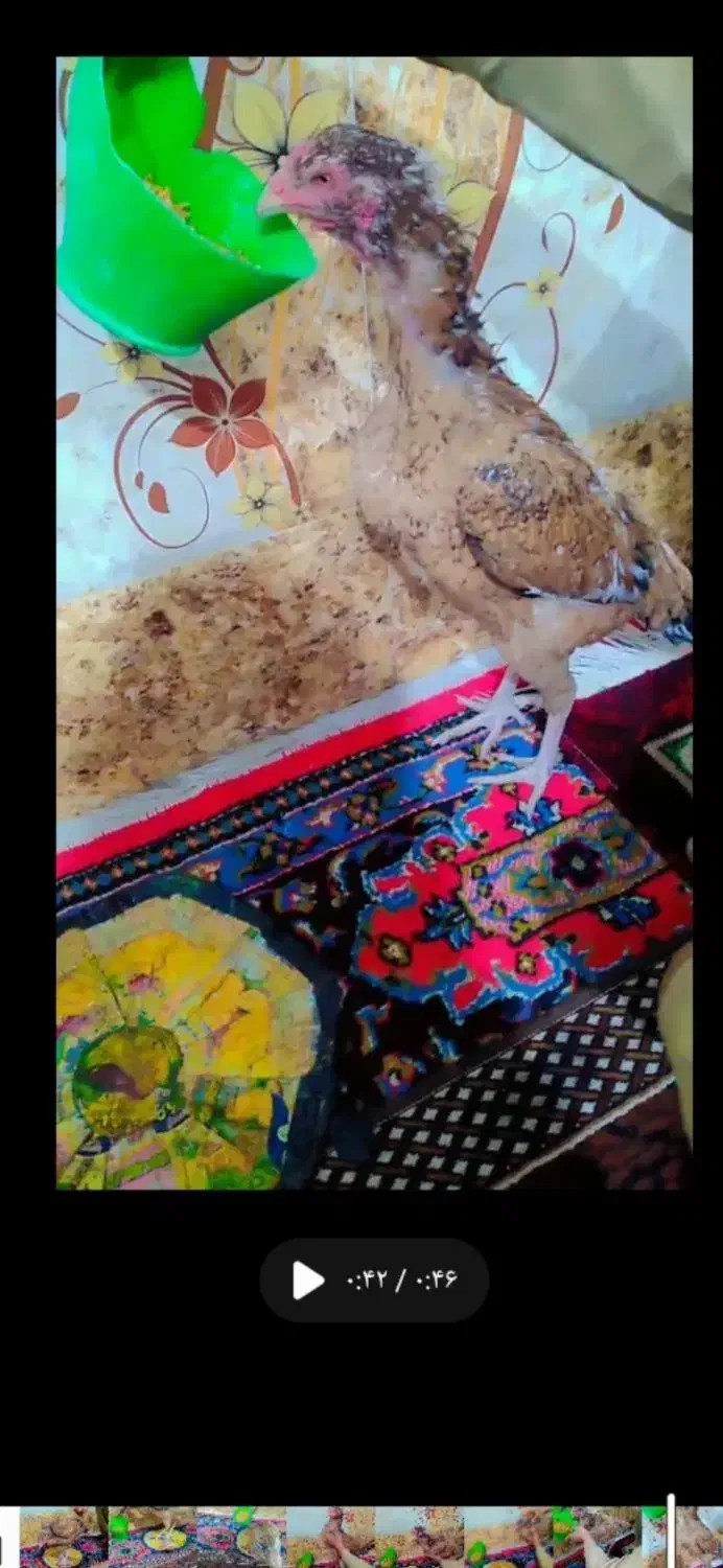 لاری|حیوانات مزرعه|زاهدان, |دیوار