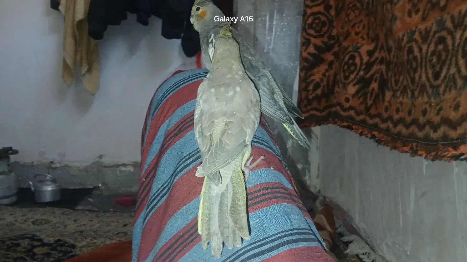 2عدد جوجه عروس تازه دونخور دارن میشن|پرنده|احمدآبادمستوفی, |دیوار