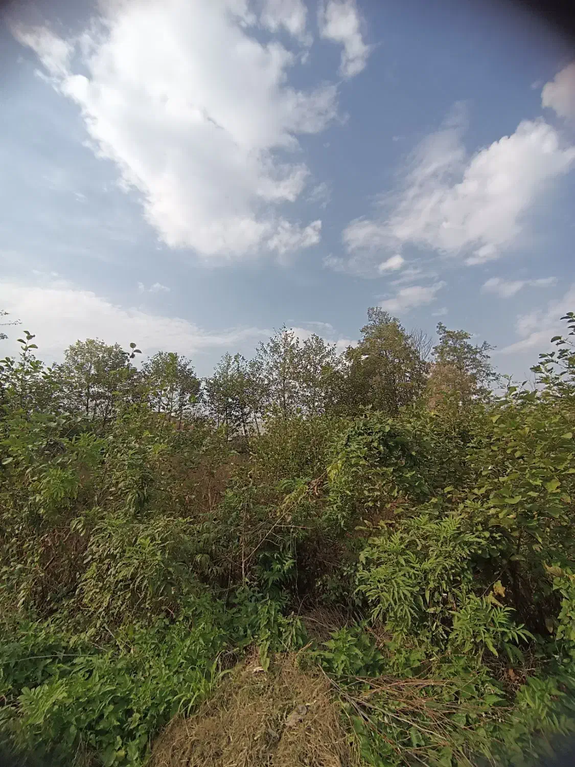 زمین ۲۳۰ متری با پروانه ساخت منطقه ویلایی|فروش زمین و ملک کلنگی|لاهیجان, کوه بیجار|دیوار