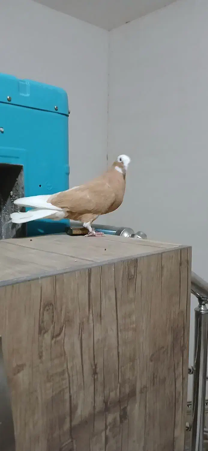 ۱میلیون|پرنده|سبزوار, قصبه شرقی|دیوار