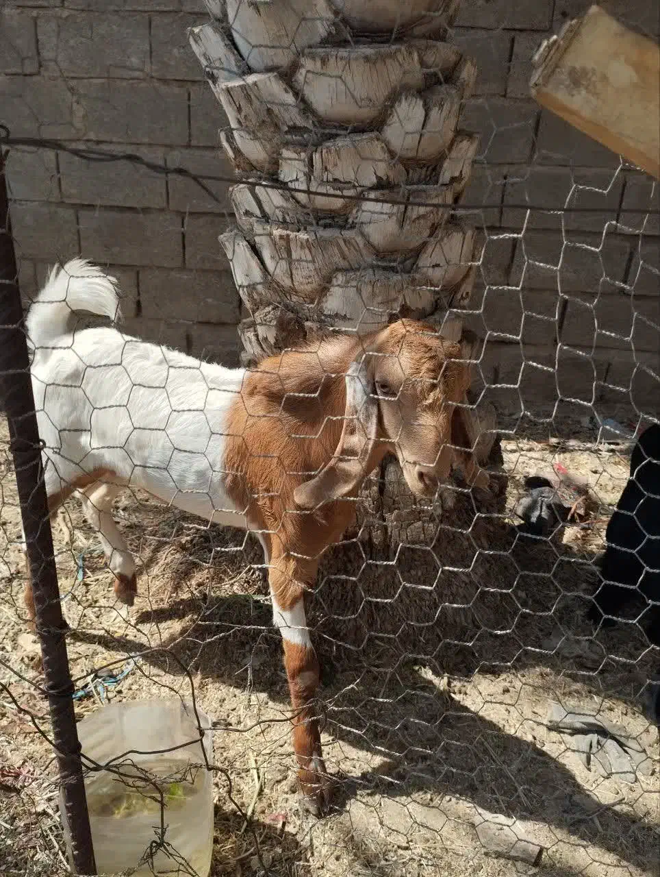 دوعددبز نجدی وزن سنگین|حیوانات مزرعه|بندر ماهشهر, |دیوار