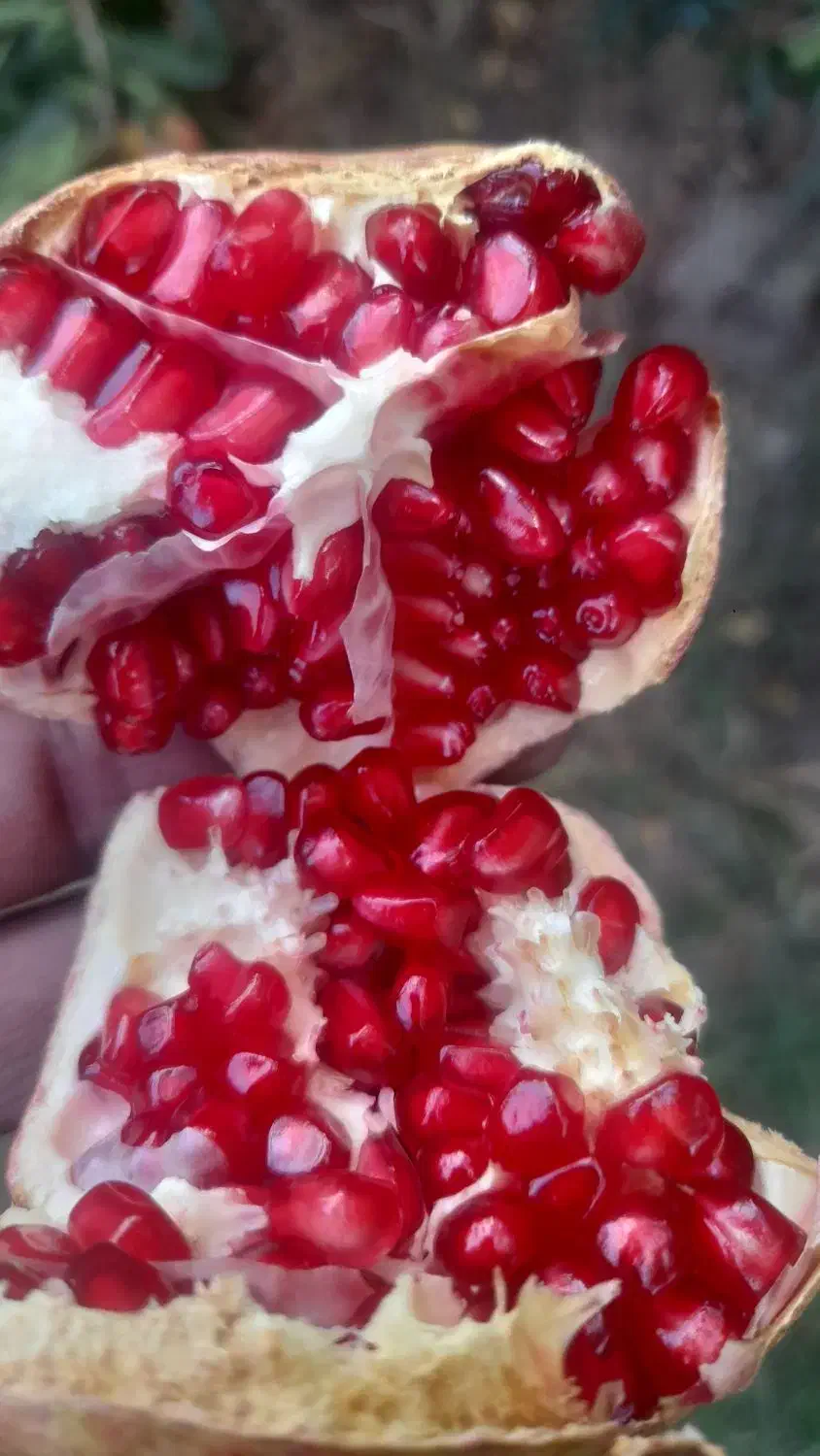 آب انار ۱۰۰ درصد طبیعی|خوردنی و آشامیدنی|کوهدشت, |دیوار