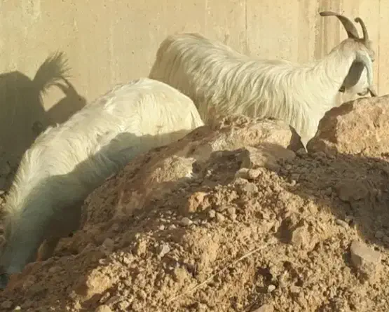 دزدیده شده بز و میش|حیوانات|دهدشت, |دیوار