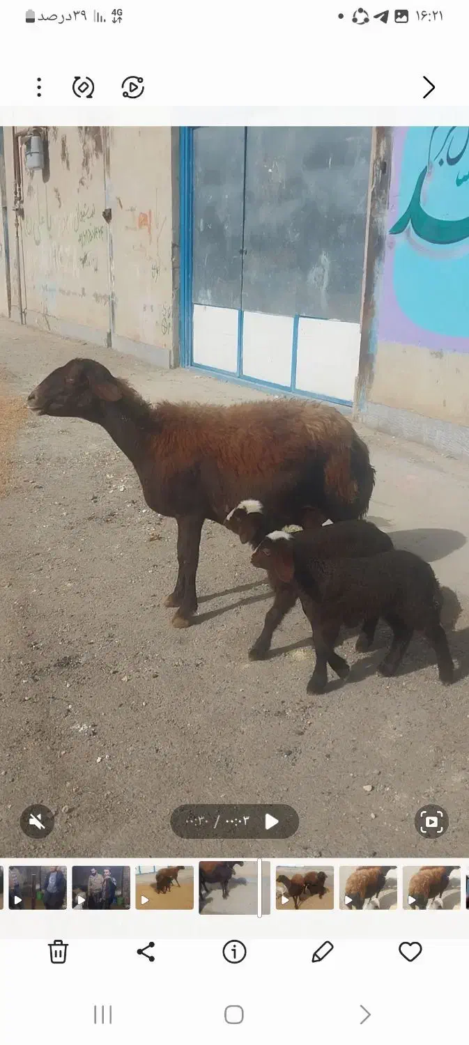 میش افشاری دوقلوزا|حیوانات مزرعه|ازنا, |دیوار