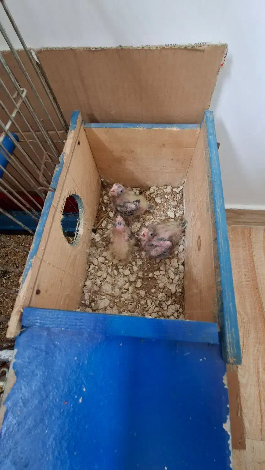 یک جفت عروس هلندی همراه۳تا جوجه|پرنده|تالش, هشتپر|دیوار