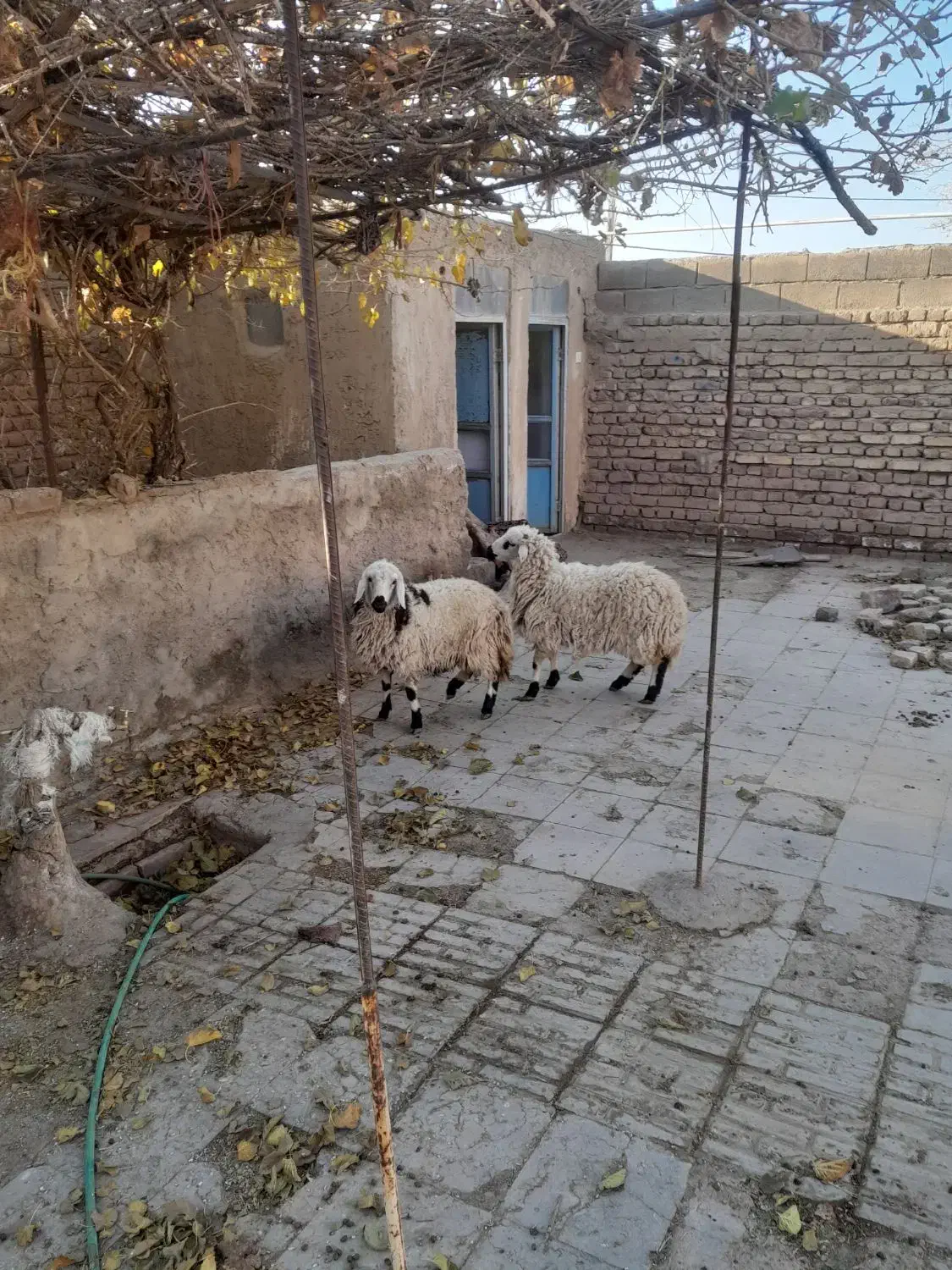 بره محلی|حیوانات مزرعه|زرند, |دیوار