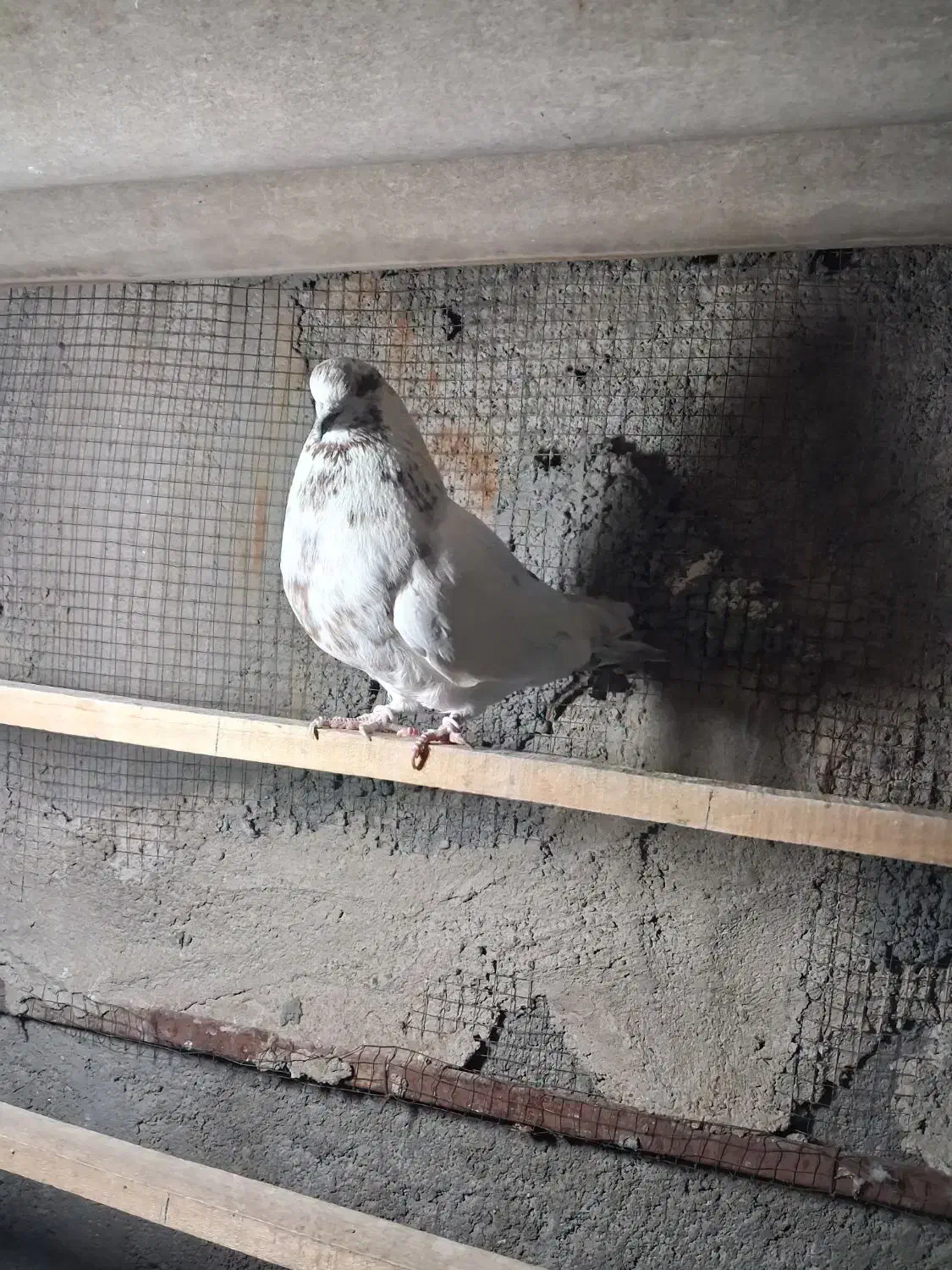 کبوتر پرشی|پرنده|مبارکه, |دیوار