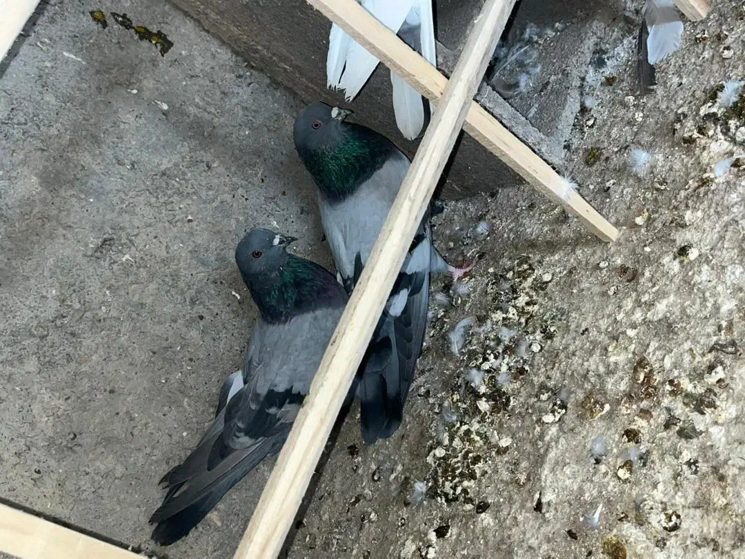 پرشی ، سالم|پرنده|پیر بکران, |دیوار