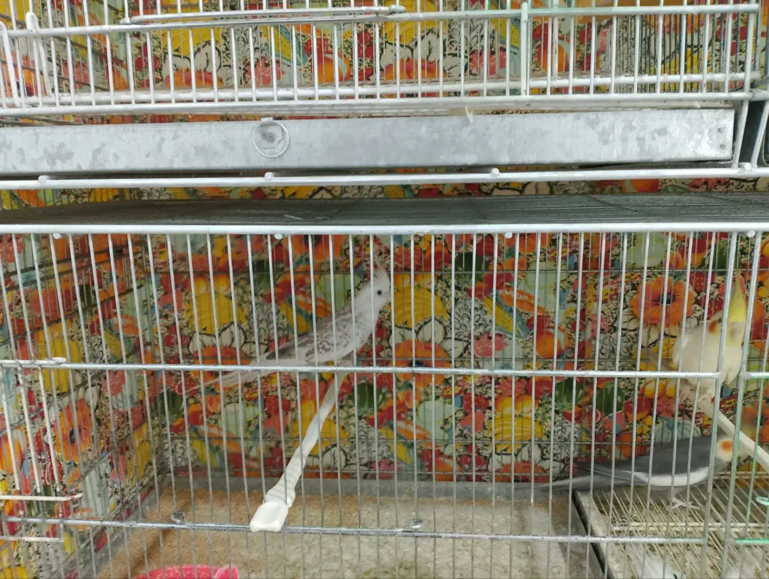 عروس هلندی|پرنده|مشهد, قائم|دیوار