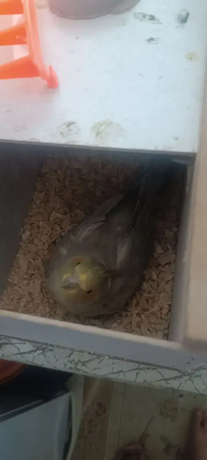 فروش یه جفت عروس هلندی نوجوان تازه به سن بلوغ رسید|پرنده|لاجان, |دیوار