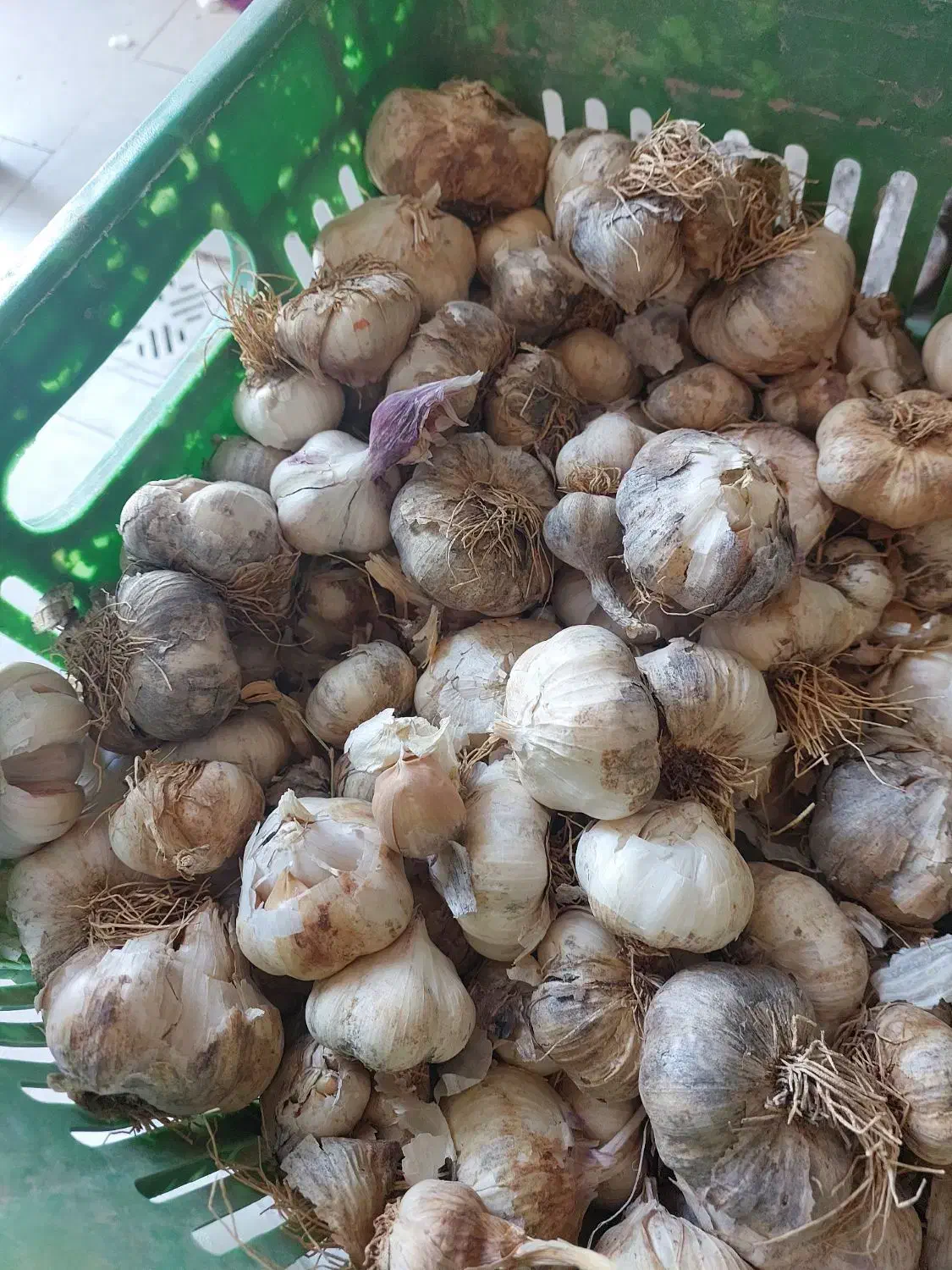 سیر همدان|خوردنی و آشامیدنی|تهران, شهرک ولیعصر جنوبی|دیوار