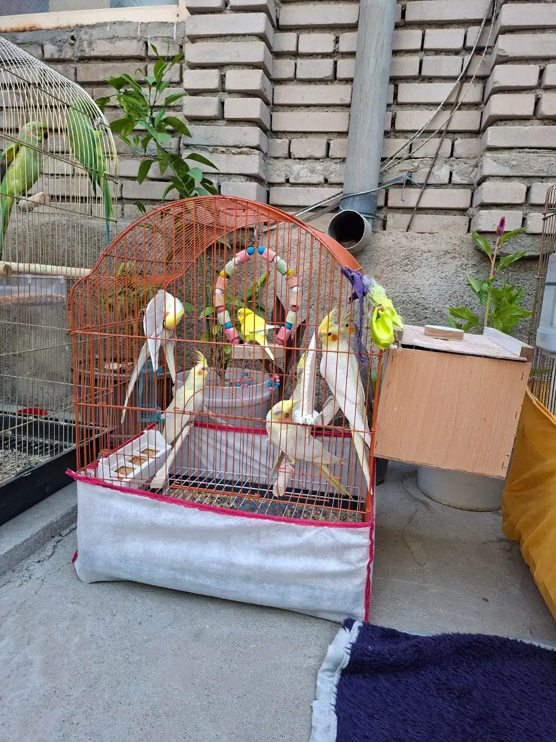 عروس هلندی طوطی برزیلی مرغ عشق|پرنده|نقده, |دیوار