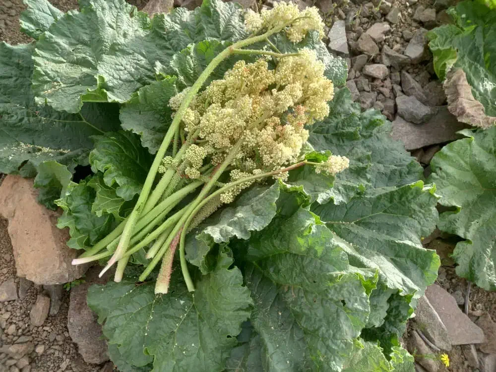 گیاه محلی خوراکی|کوهنوردی و کمپینگ|سنندج, |دیوار