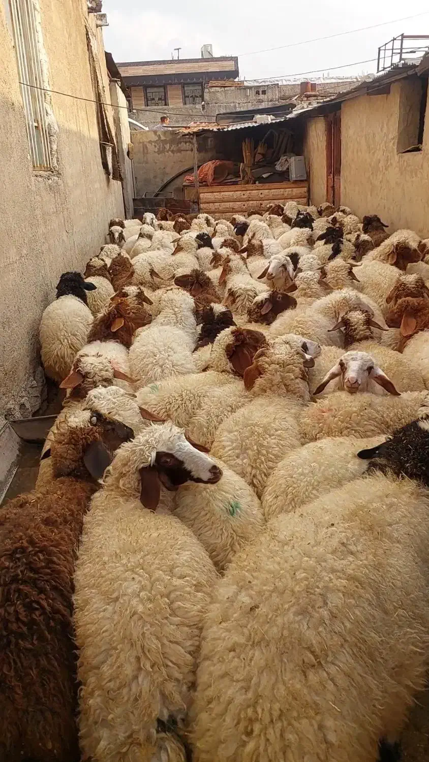 ۹۶راس بره صادراتی|حیوانات مزرعه|آبدانان, |دیوار