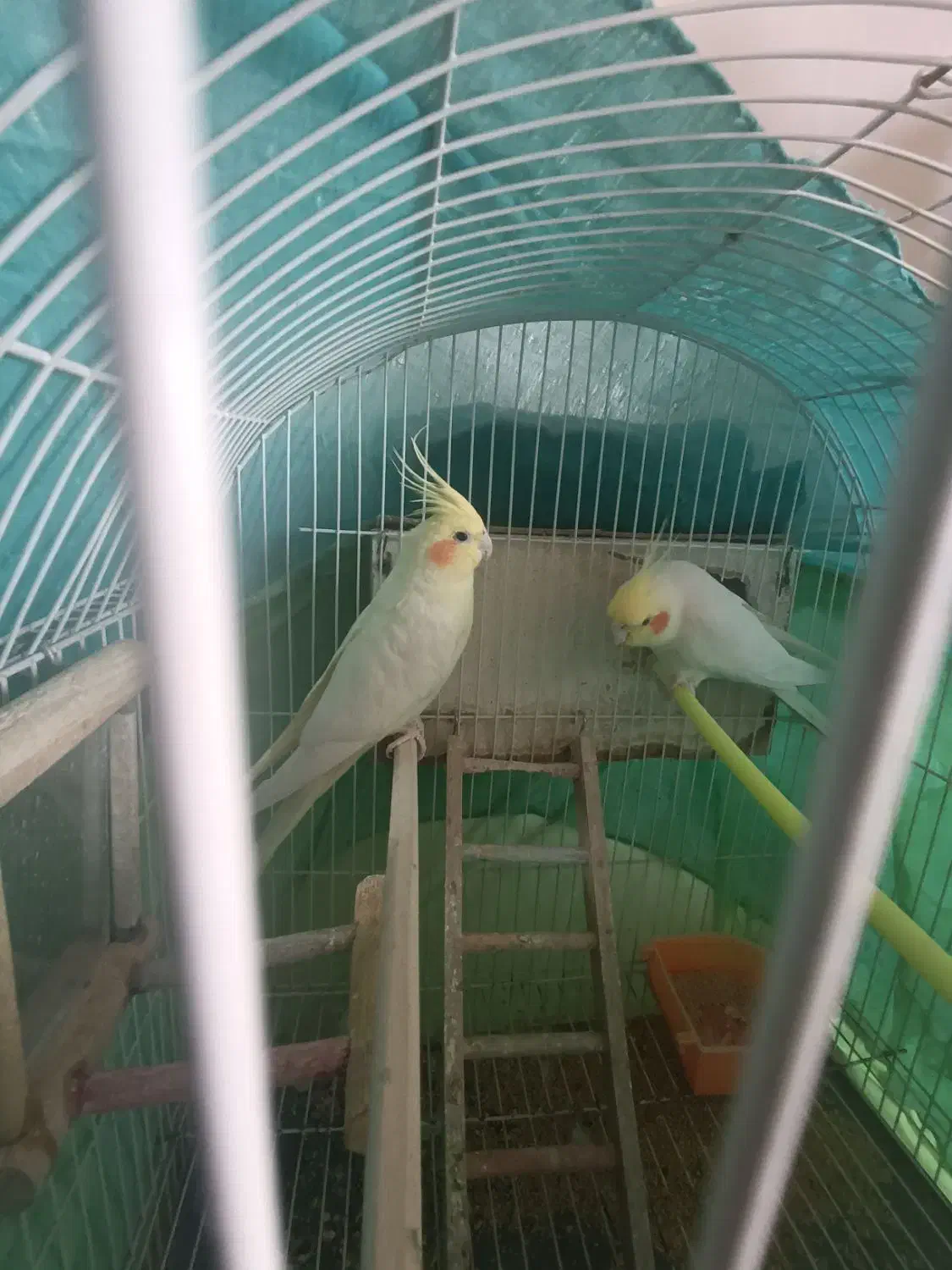 پرنده.عروس هلندی لوتینو مولد بشرط.|پرنده|گلبهار, شهر جدید گلبهار|دیوار