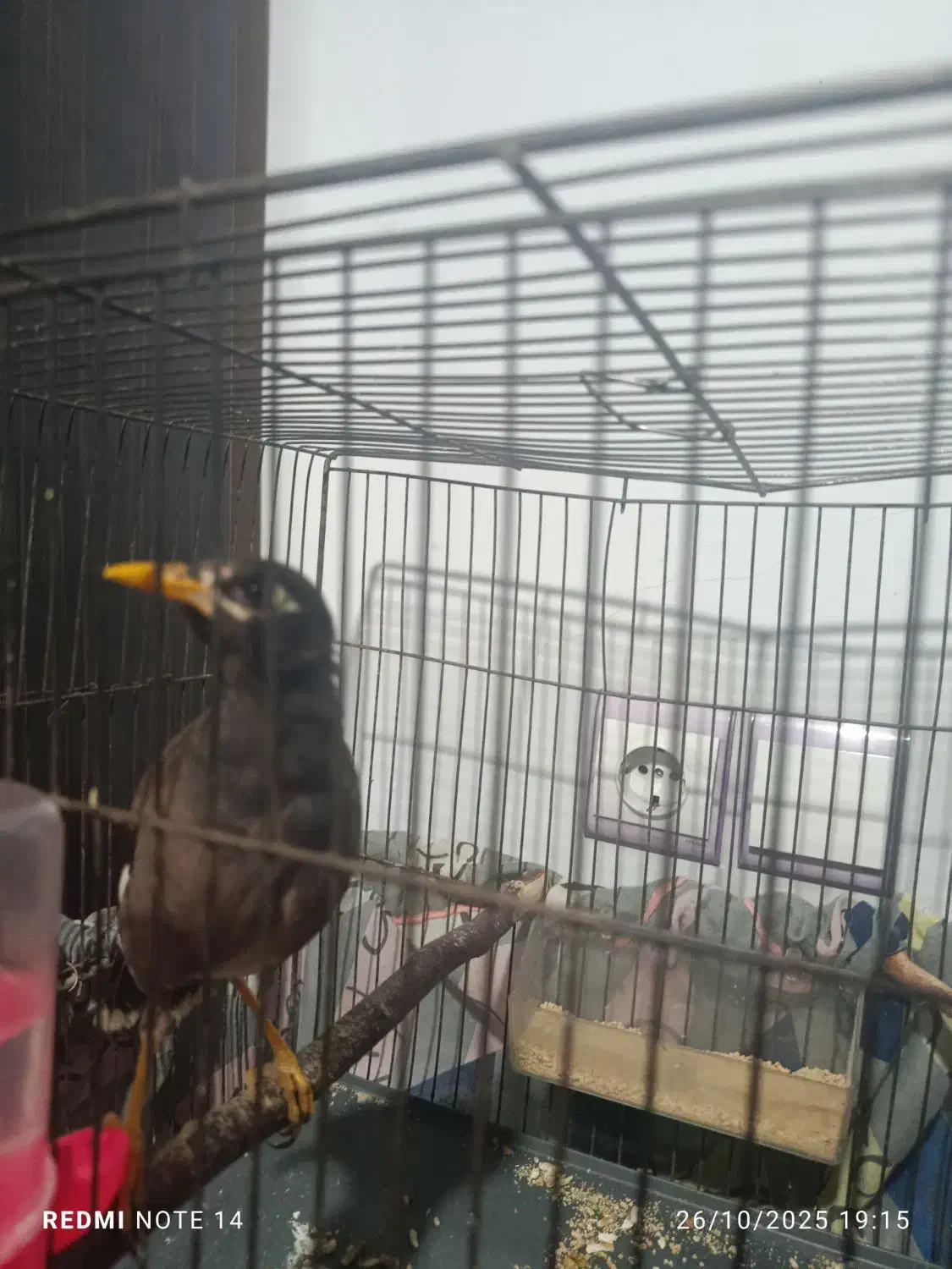 مینا سخنگو|پرنده|قزوین, |دیوار