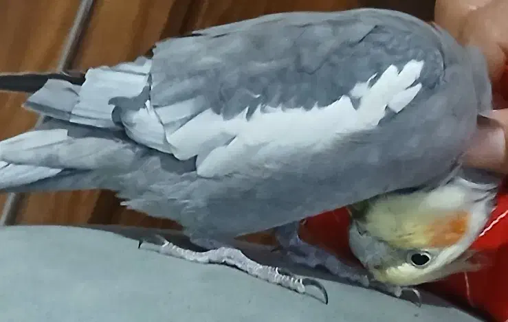 عروس هلندی|پرنده|همدان, |دیوار