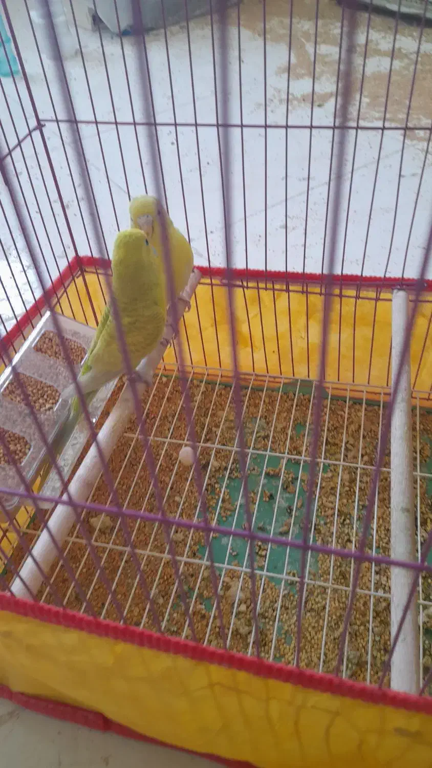 مرغ عشق|پرنده|بندر دیر, |دیوار