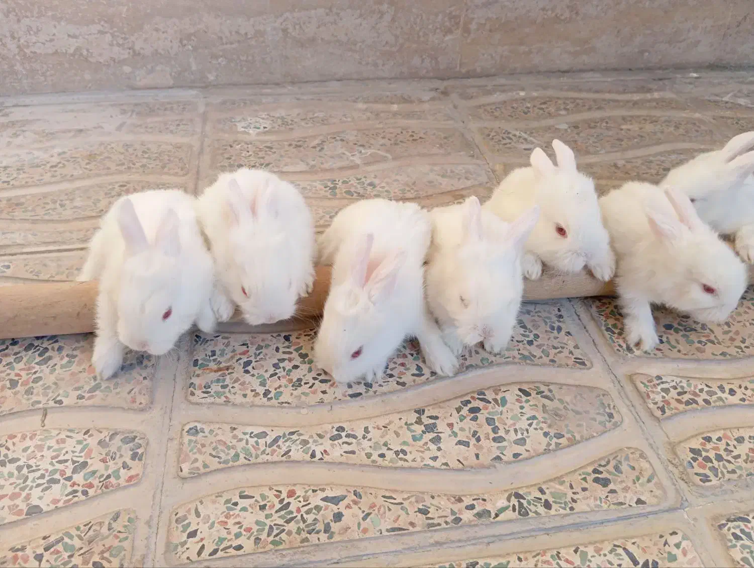 خرگوش سفید چشم شرابی|موش و خرگوش|بروجرد, |دیوار