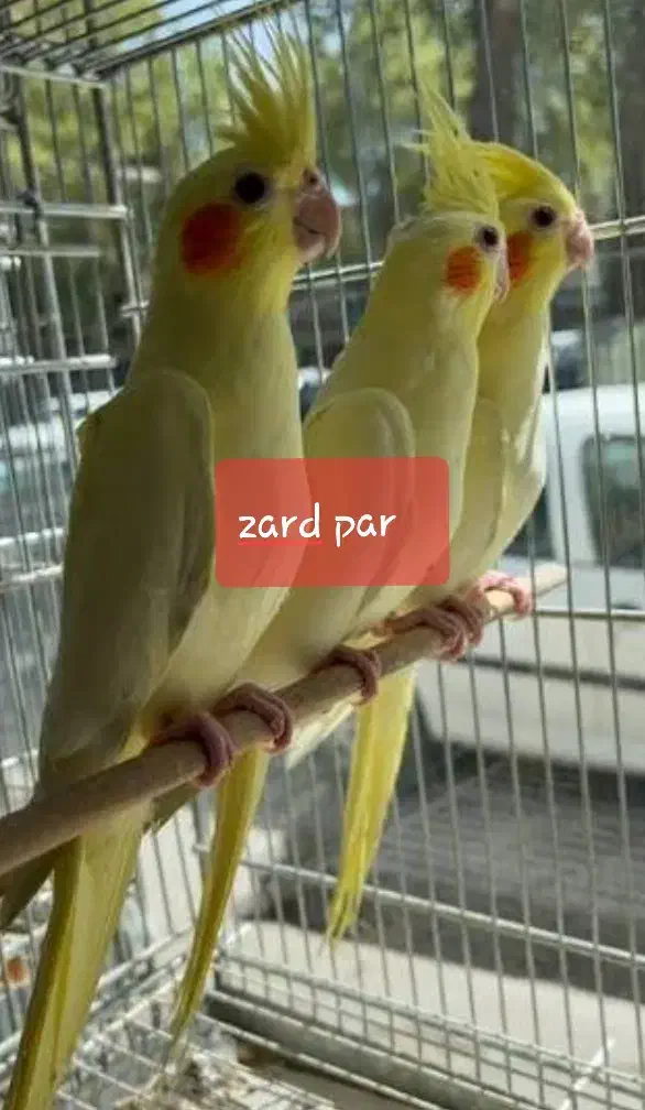 عروس هلندی لوتینوزعفرانی نژاددار،جفتی،پای هم،تعداد|پرنده|بجنورد, |دیوار