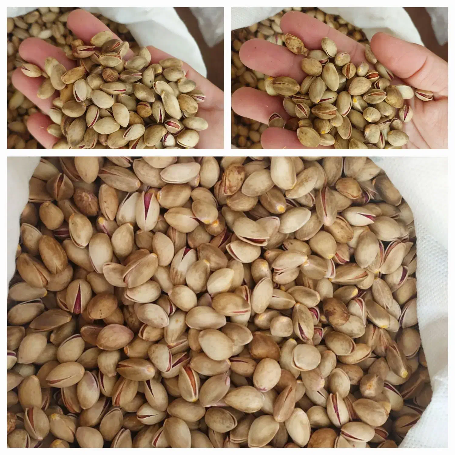 پسته کوهی|خوردنی و آشامیدنی|مشهد, سیس‌آباد|دیوار