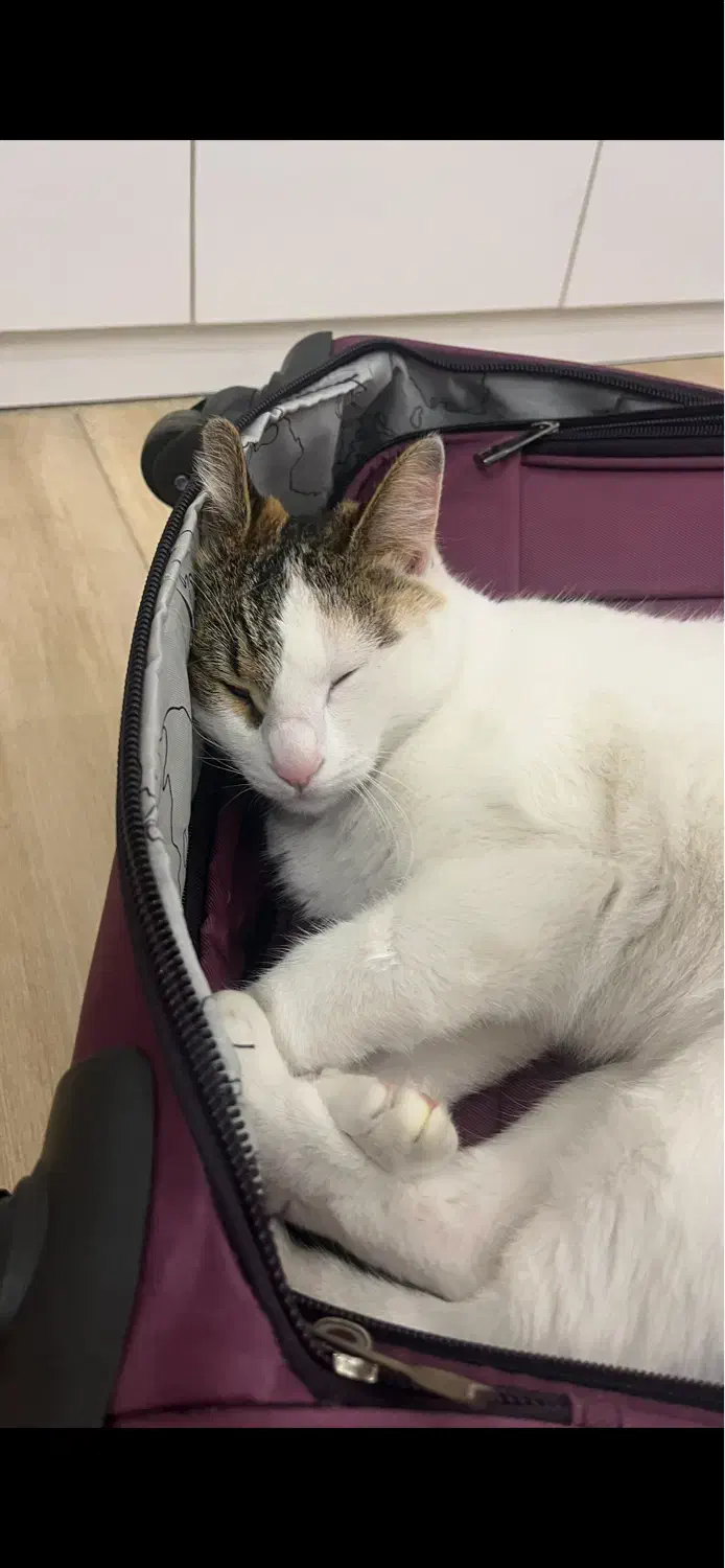 گم شدن گربه|گربه|رشت, منظریه|دیوار