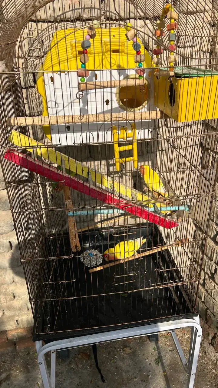 طوطی برزیلی اهلی تحویل درب منزل|پرنده|ارومیه, |دیوار