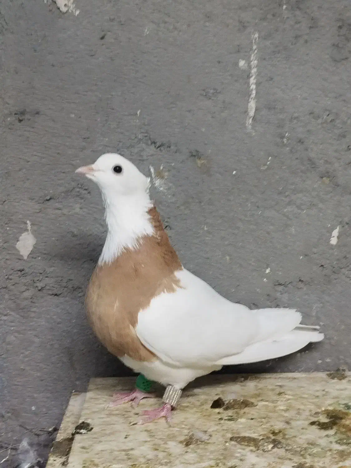 کبوتر خوشکل طوقی ،ساده افشون|پرنده|تربت جام, جامرود|دیوار