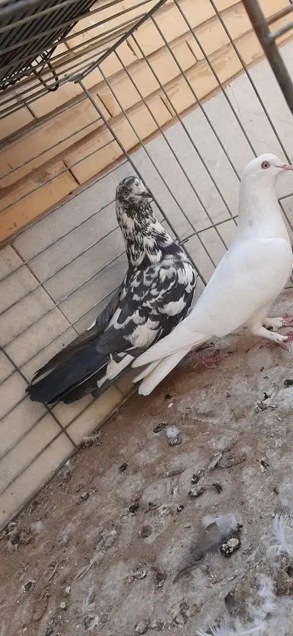 کفتر|پرنده|یزد, |دیوار