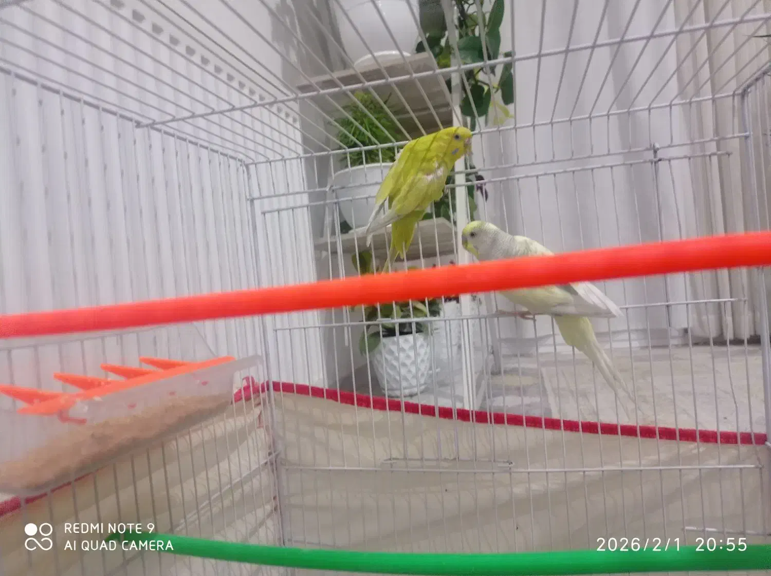 جفت مرغ عشق|پرنده|بیرجند, |دیوار