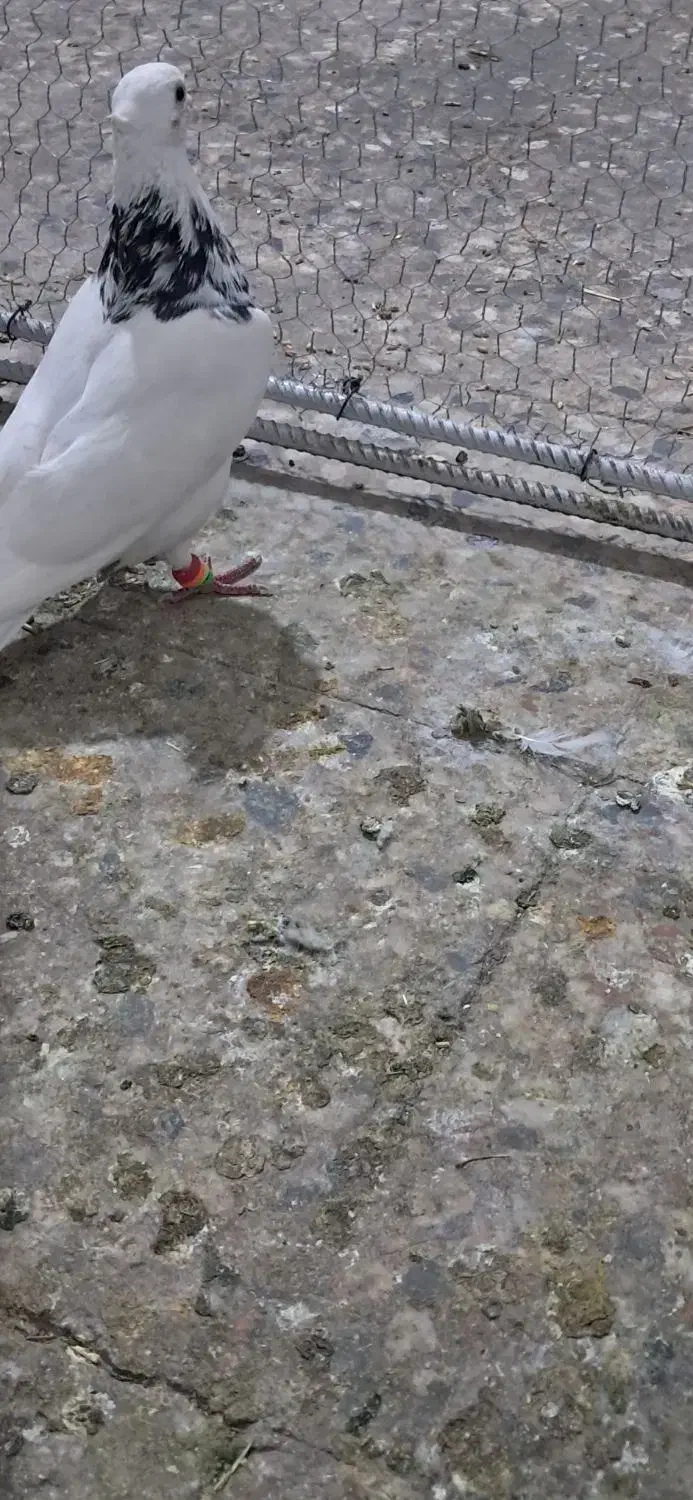 طوقی کبوتر|پرنده|مسجد سلیمان, |دیوار