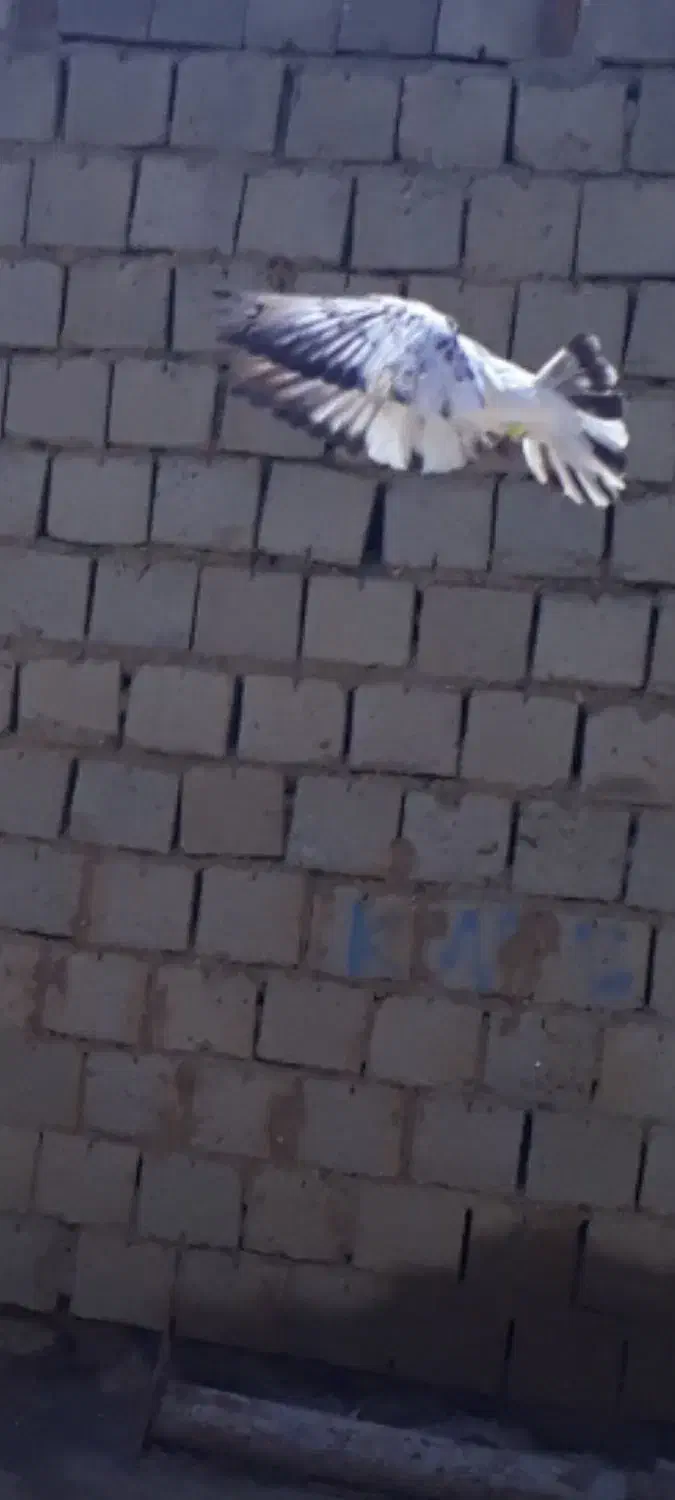 کبوتر|حیوانات|بوکان, |دیوار