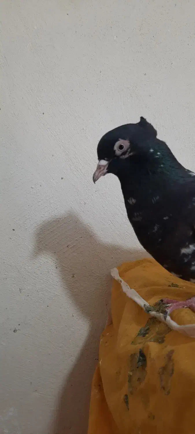 کبوتر|پرنده|فولادشهر, مسکن مهر فولادشهر|دیوار