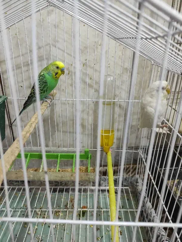 مرغ عشق|پرنده|آبادان, |دیوار