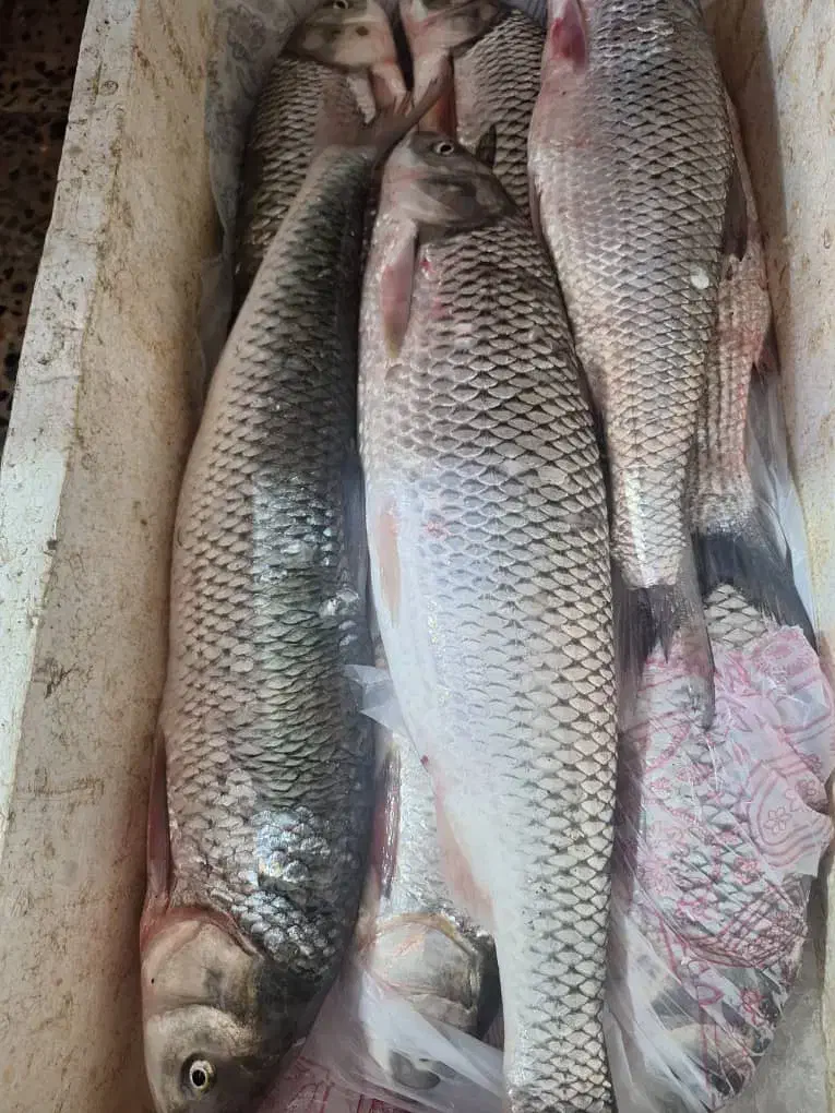 شکار ماهی باقلاب|تور و چارتر|لوندویل, |دیوار