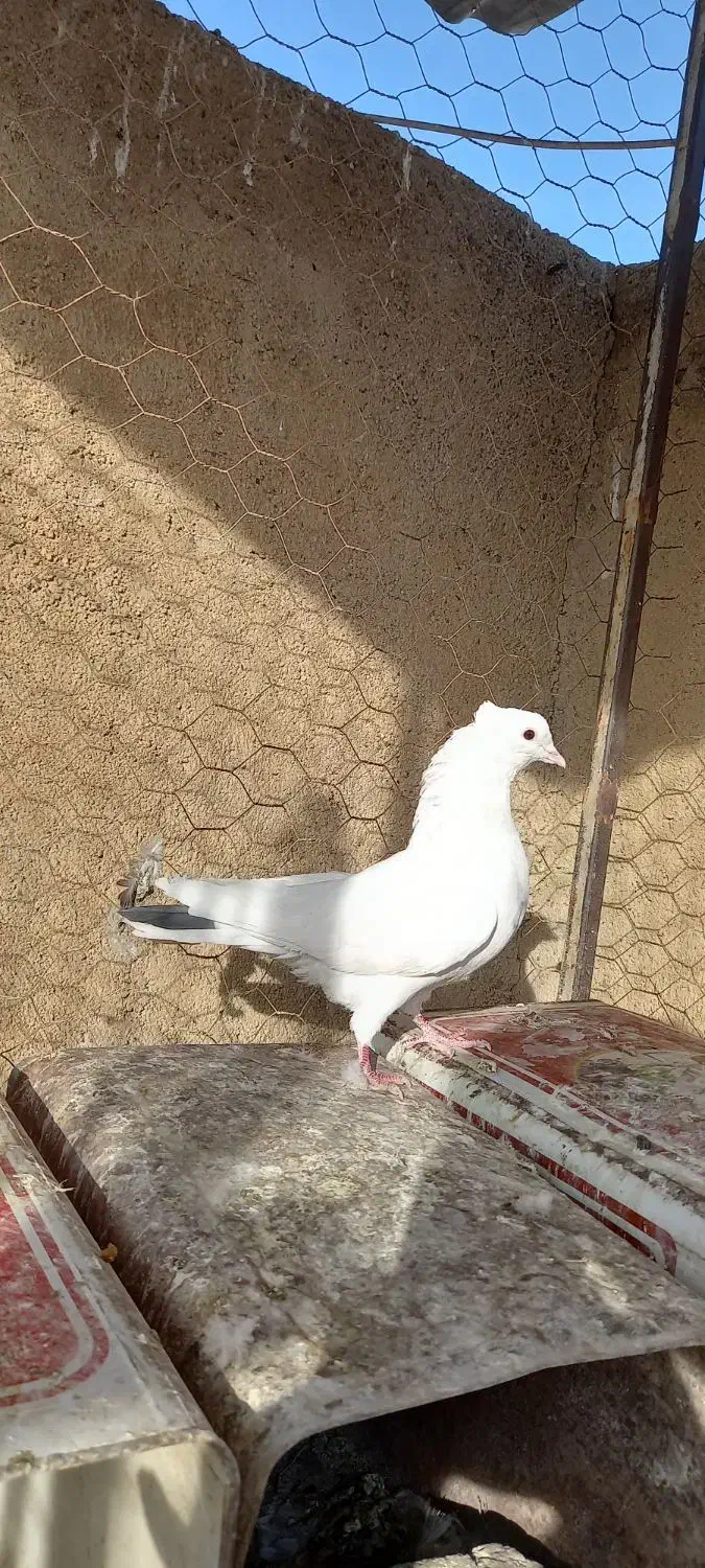 تهرانی درجه یک|پرنده|بروجرد, |دیوار