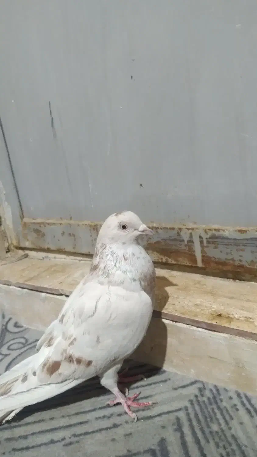 کفتر|پرنده|بهارستان, |دیوار