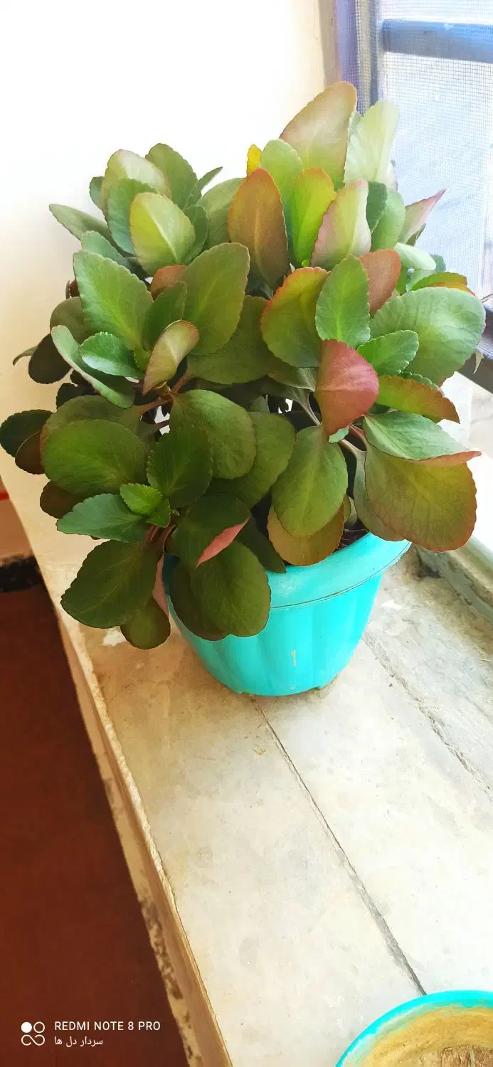 گل‌ طبیعی  پتوس قاشقی|گل و گیاه طبیعی|کوهدشت, |دیوار