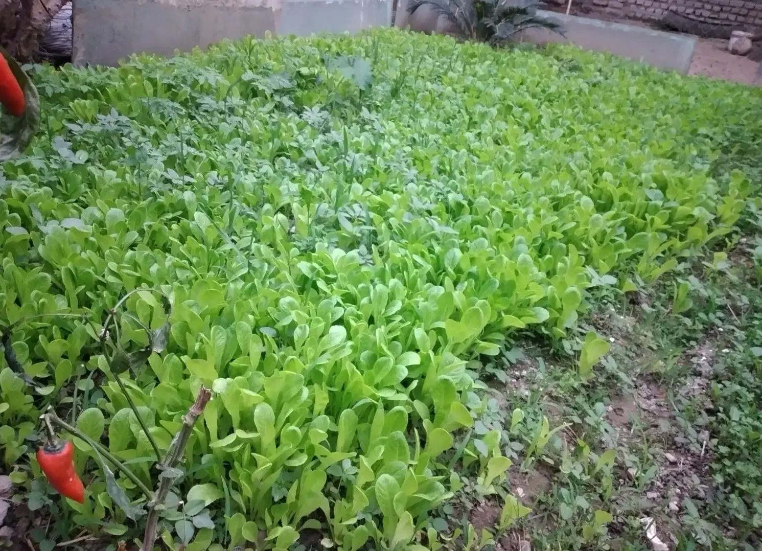 کاهو پیچ روغنی|گل و گیاه طبیعی|کردکوی, |دیوار