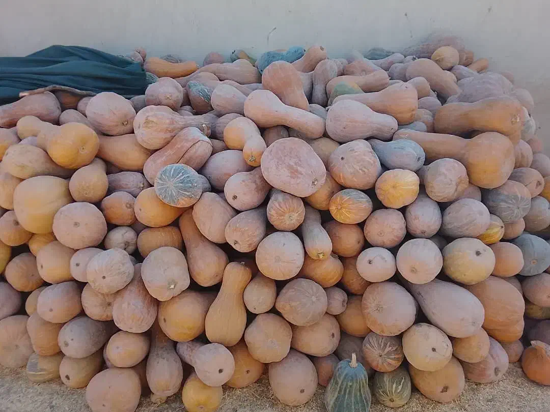 کدو حلوایی اورگانیک|خوردنی و آشامیدنی|کاشان, فاز ۱ ناجی آباد|دیوار