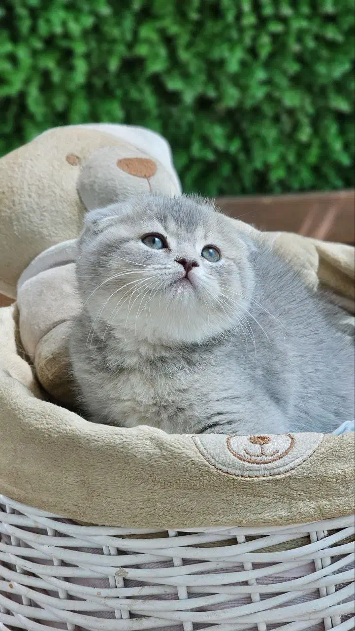 بریتیش اسکاتیش ۲۰ درصد تخفیف|گربه|سنندج, |دیوار