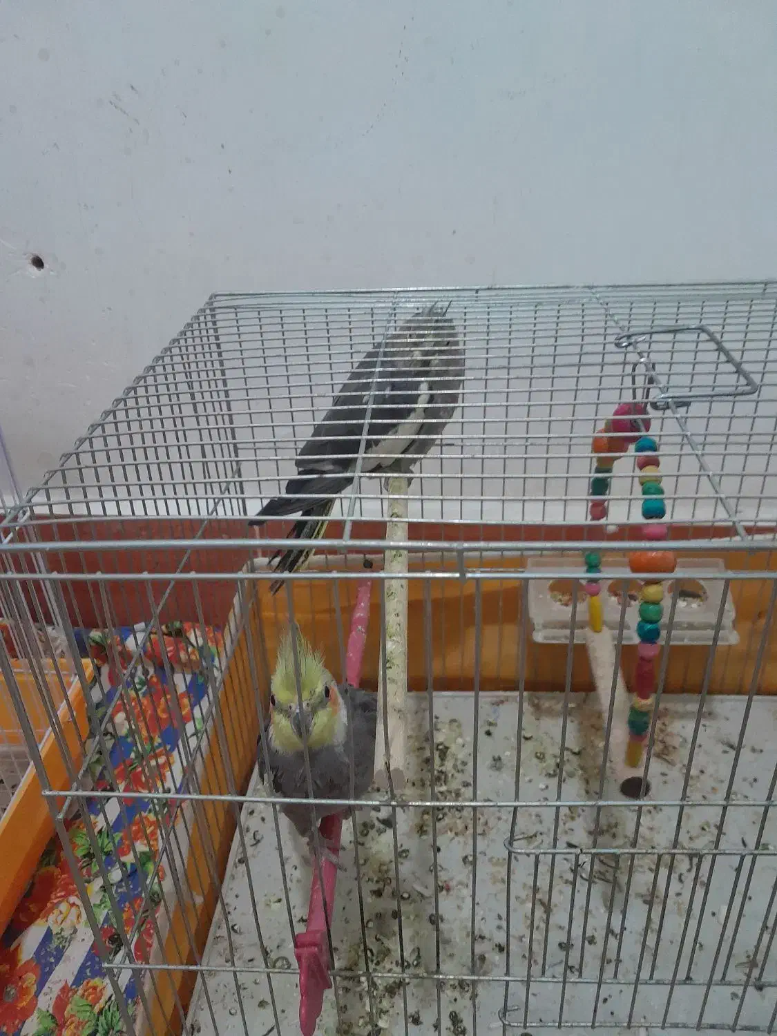 واگزار|پرنده|آذرشهر, |دیوار