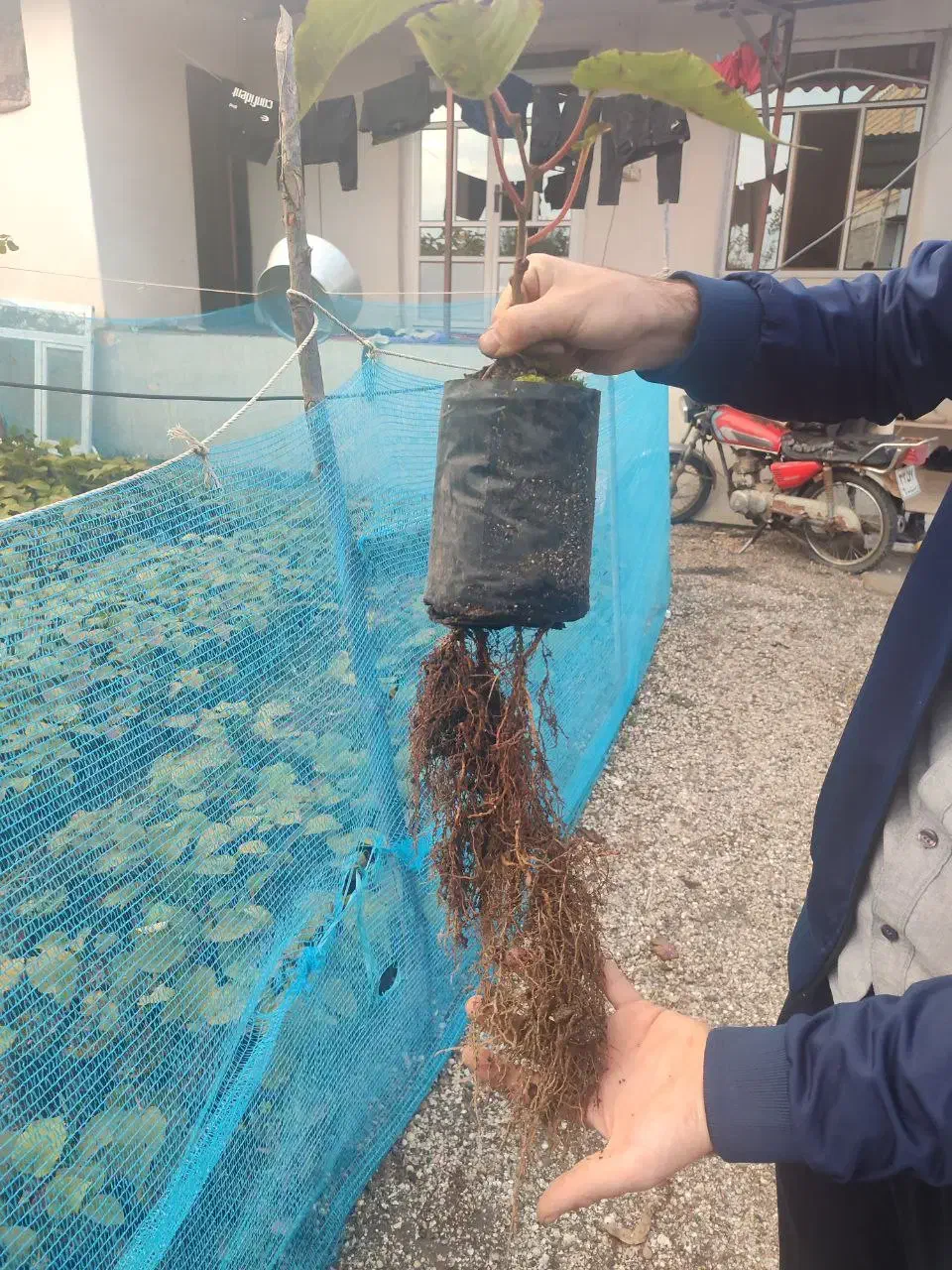 نهال کیوی تلخ|خدمات باغبانی و درختکاری|حویق, |دیوار