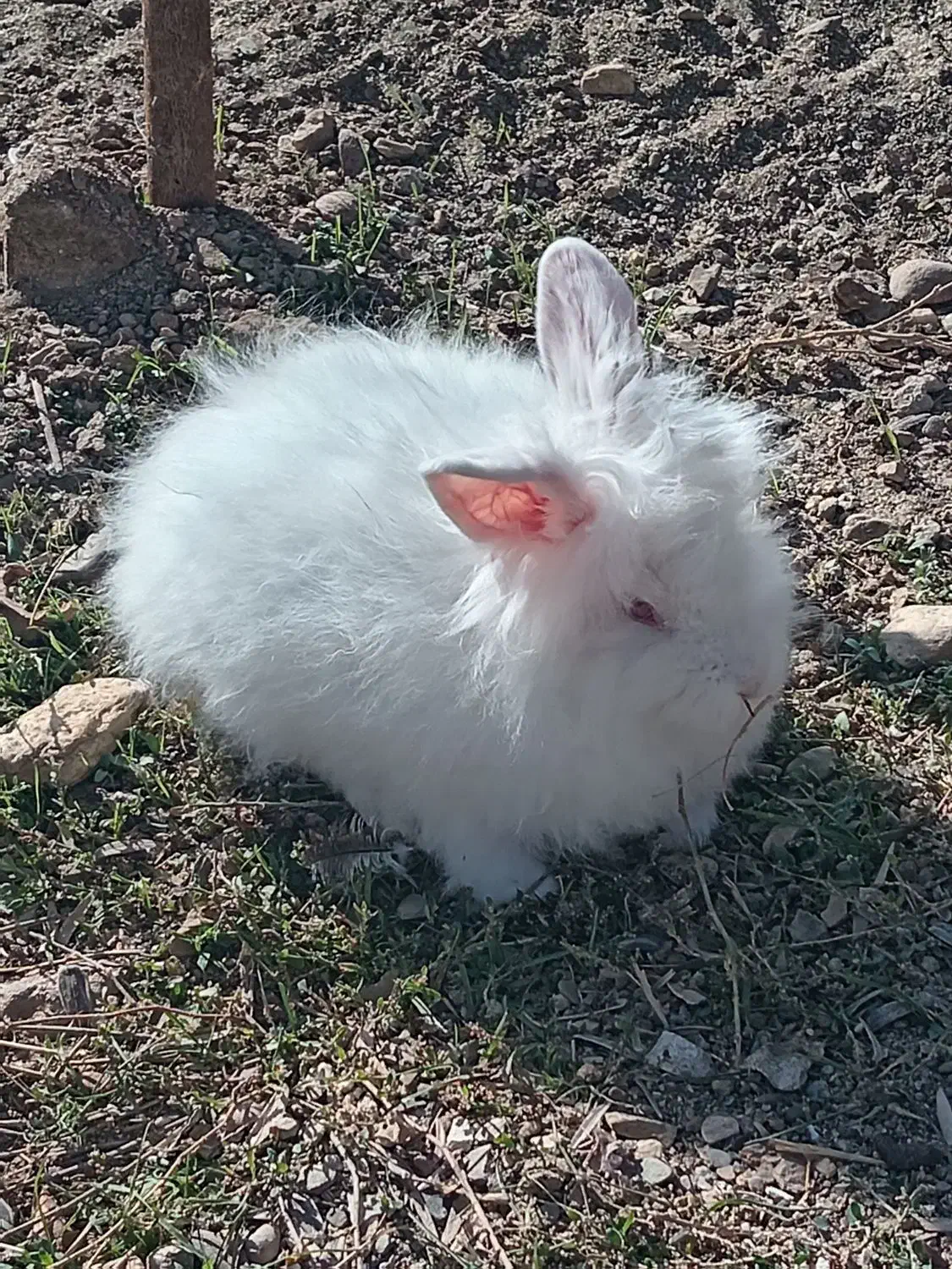 خرگوش|موش و خرگوش|بوکان, |دیوار